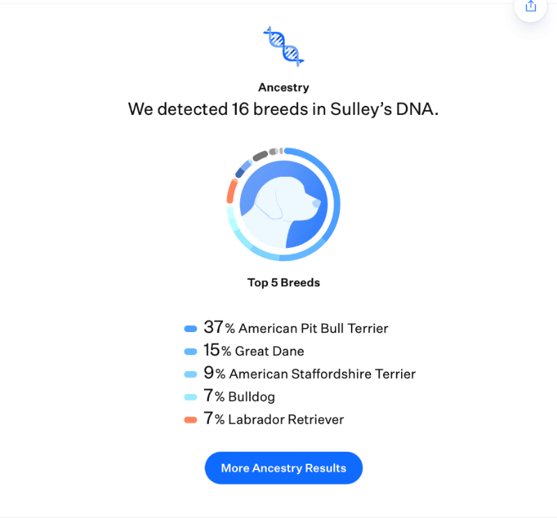 View Sulley the Dog Photo #7